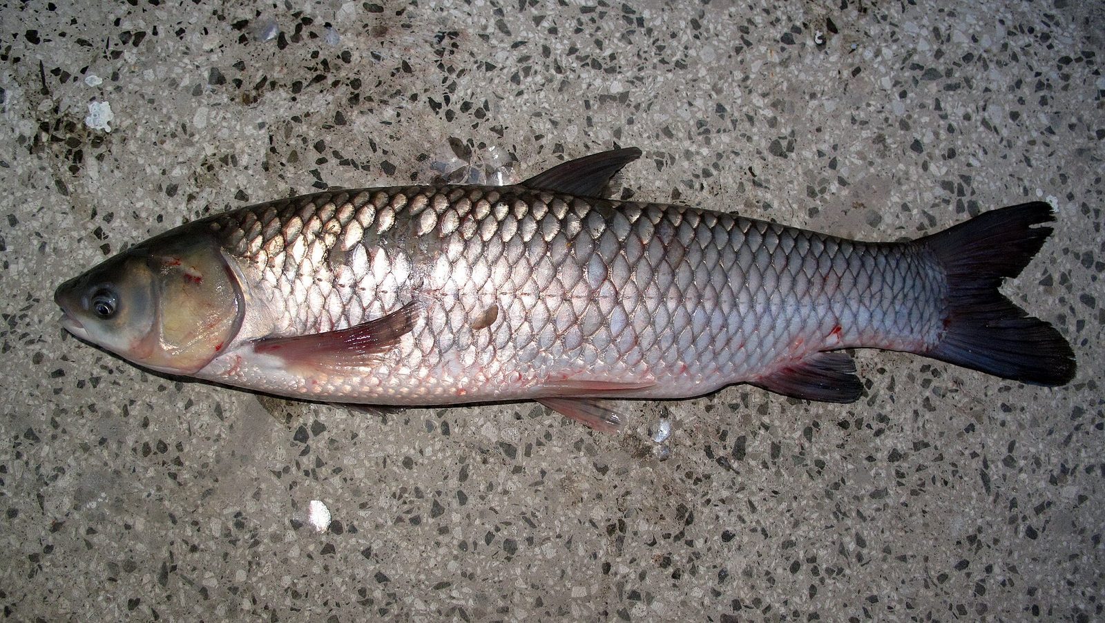 Amur biely (Ctenopharyngodon idella)