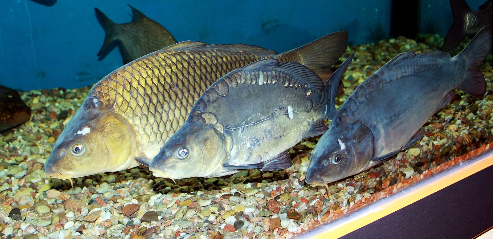 Kapor rybničný (Cyprinus carpio)