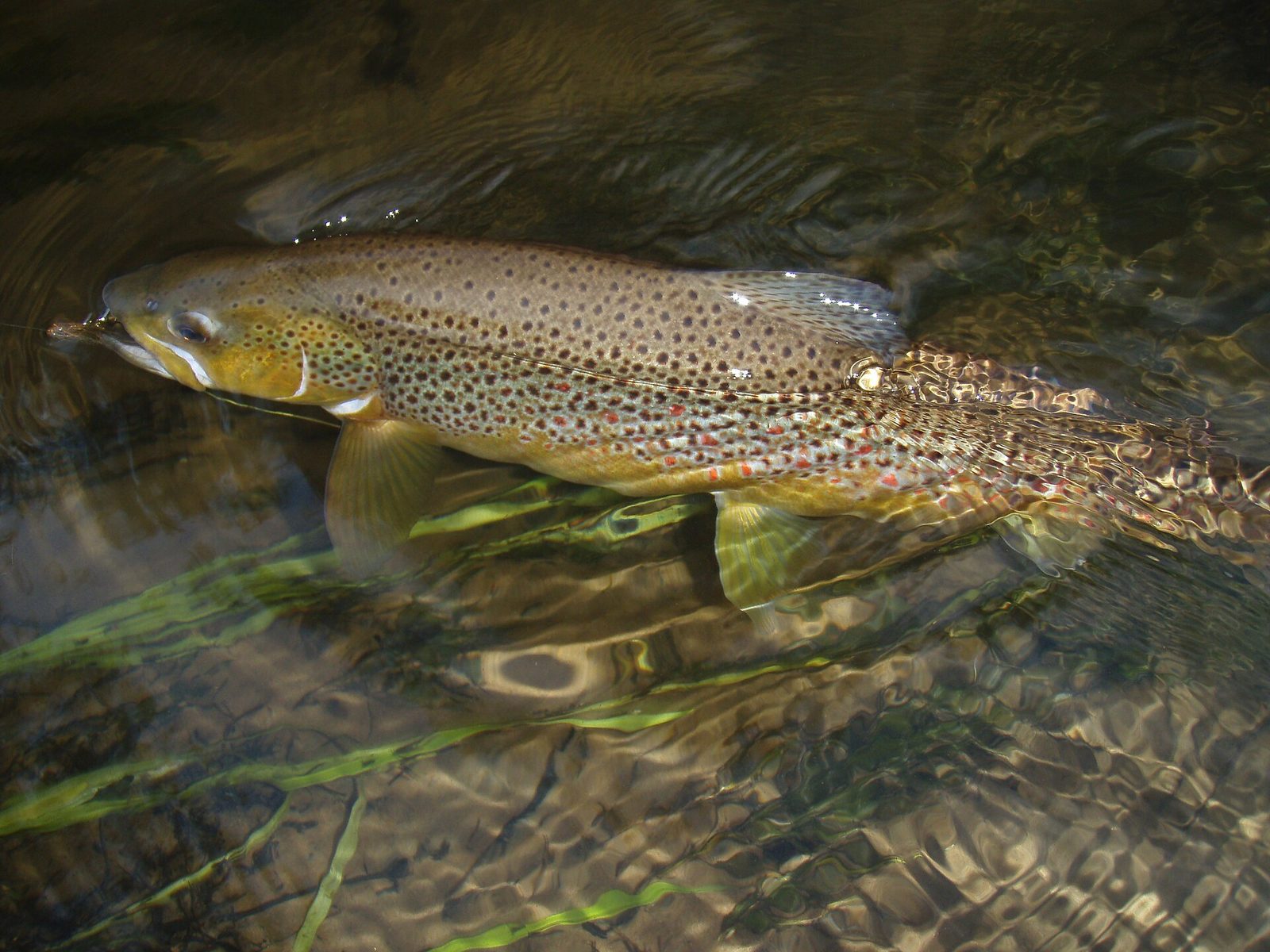Pstruh potočný (Salmo trutta)