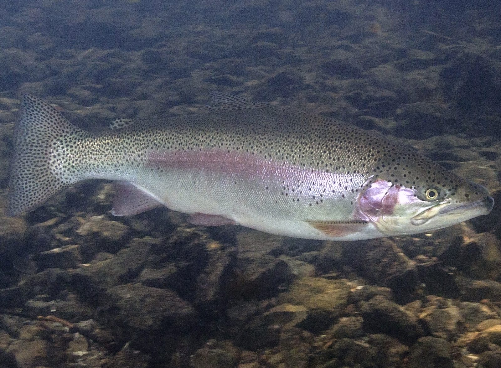 Pstruh dúhový (Oncorhynchus mykiss)