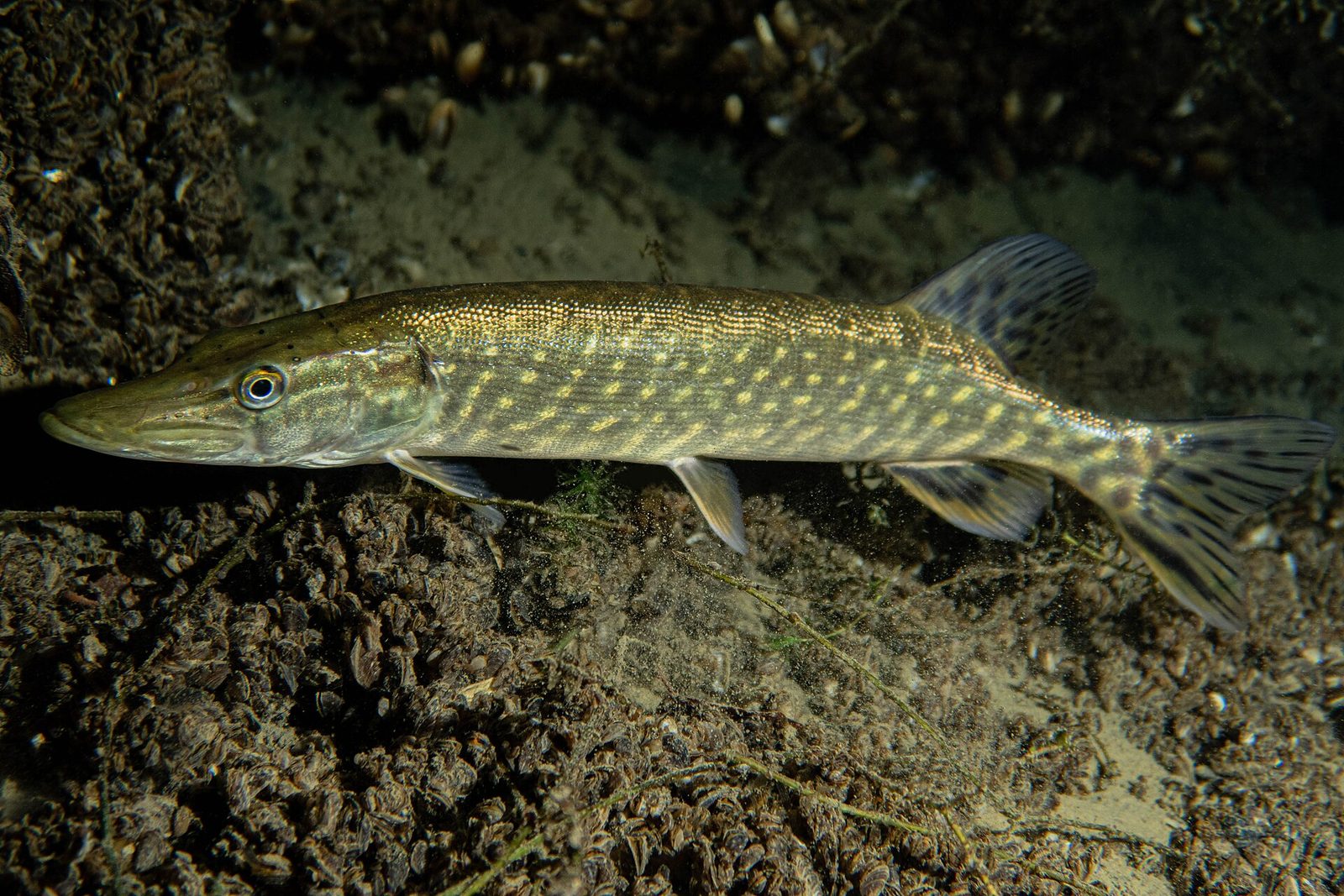 Šťuka severná (Esox lucius)