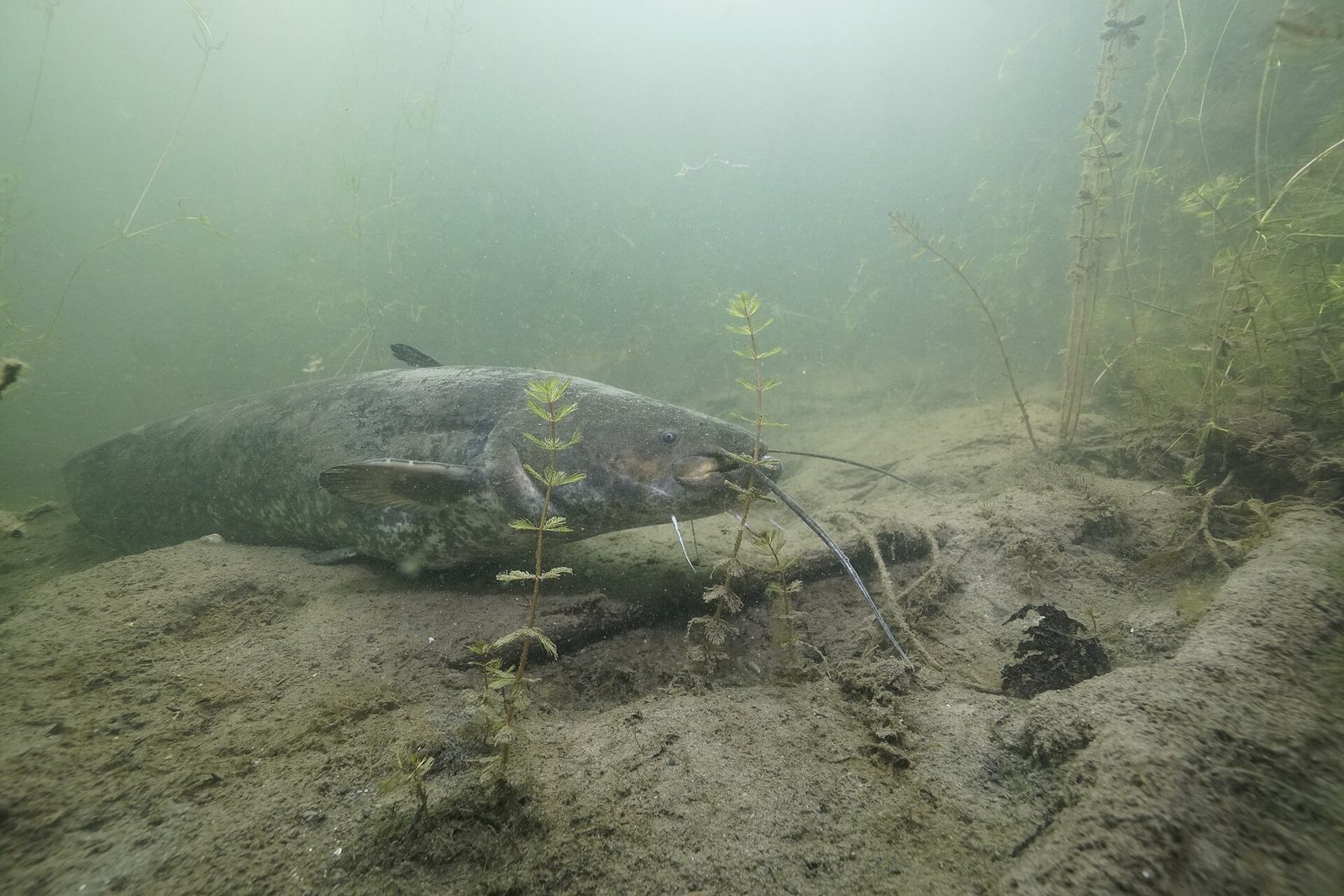 Sumec veľký (Silurus glanis)