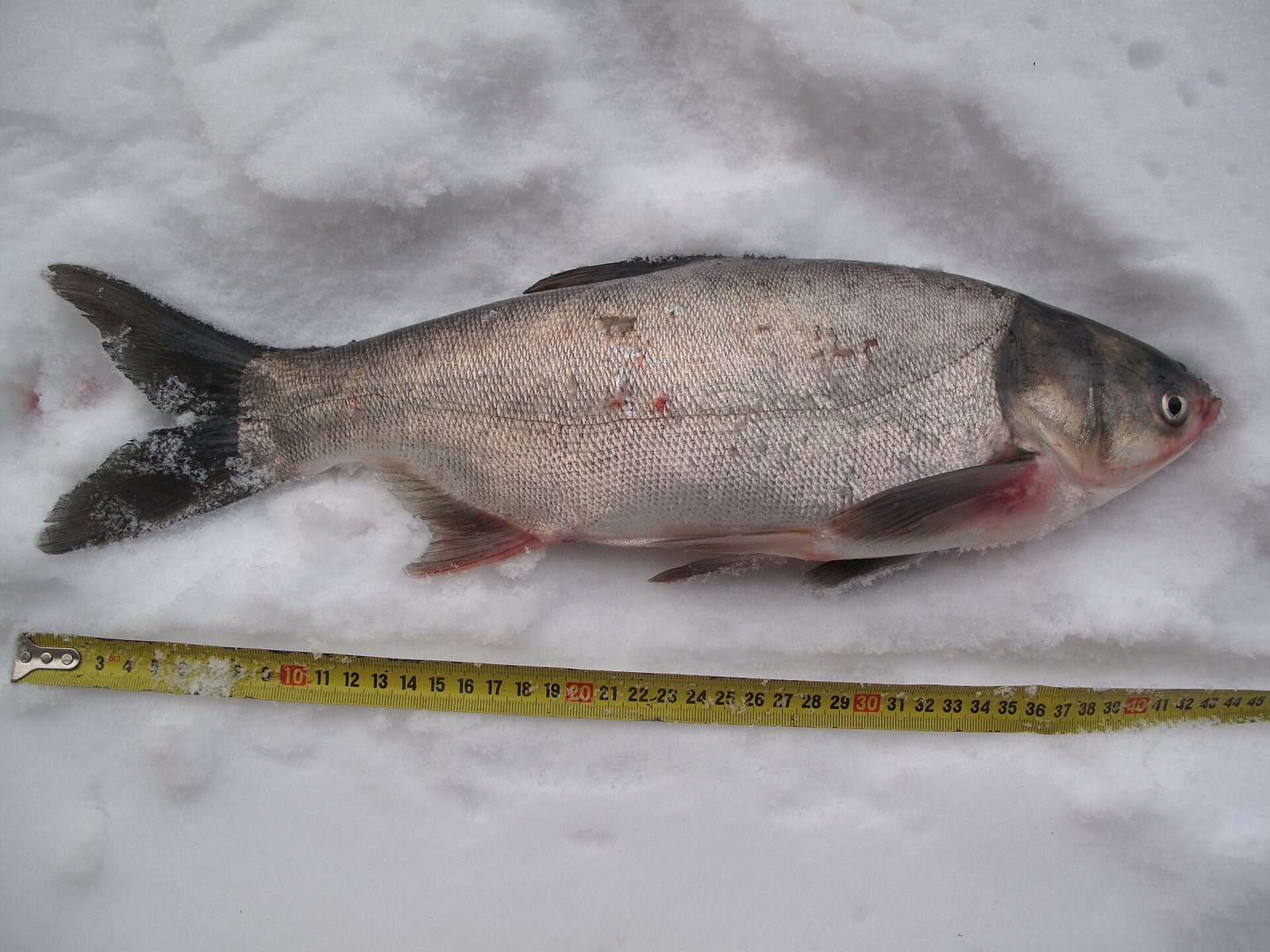 Tolstolobik biely (Hypophthalmichthys molitrix)